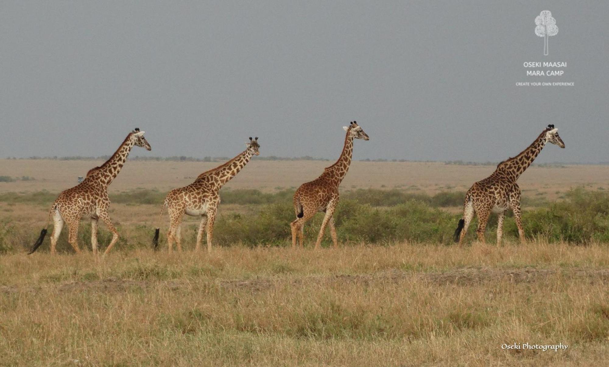 ホテル Oseki Maasai Mara Camp Narok エクステリア 写真