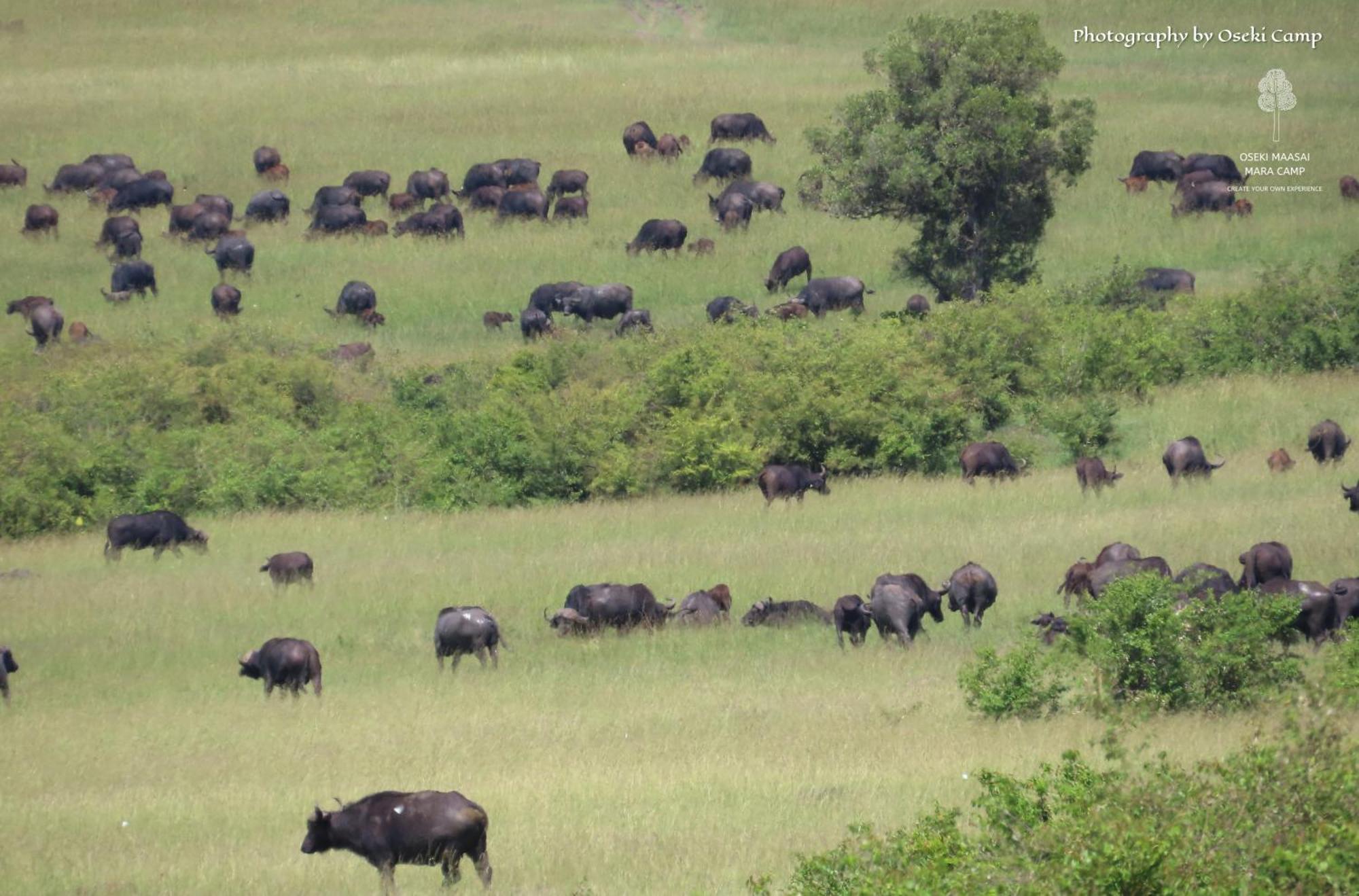 ホテル Oseki Maasai Mara Camp Narok エクステリア 写真