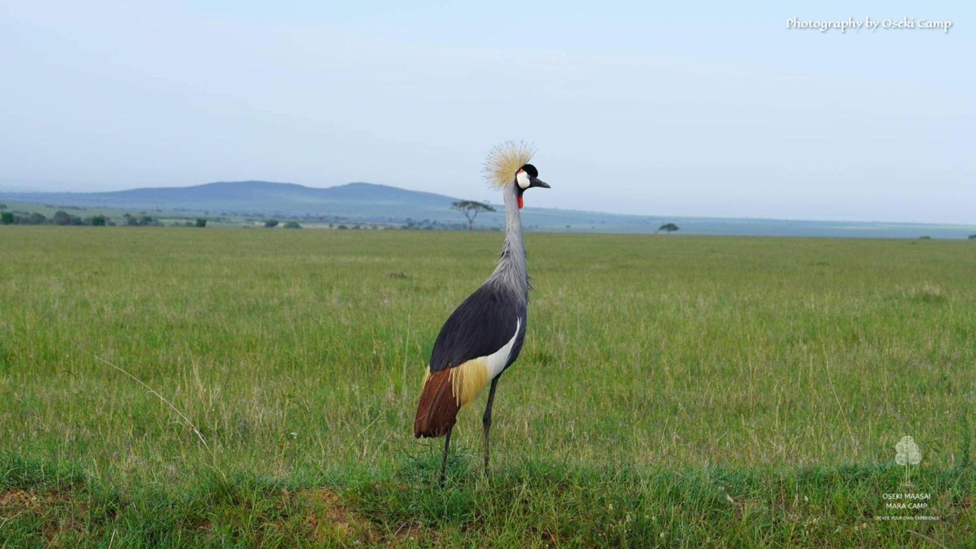 ホテル Oseki Maasai Mara Camp Narok エクステリア 写真