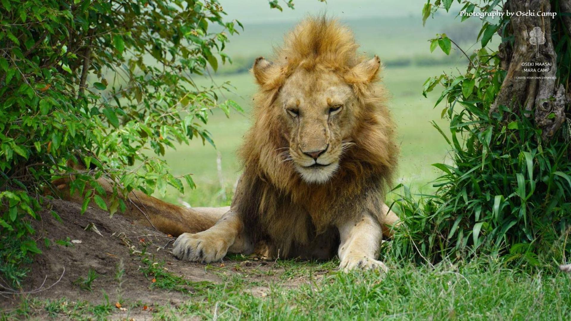 ホテル Oseki Maasai Mara Camp Narok エクステリア 写真