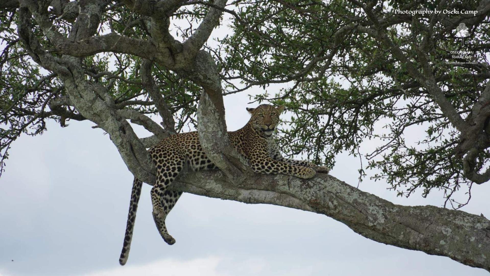ホテル Oseki Maasai Mara Camp Narok エクステリア 写真