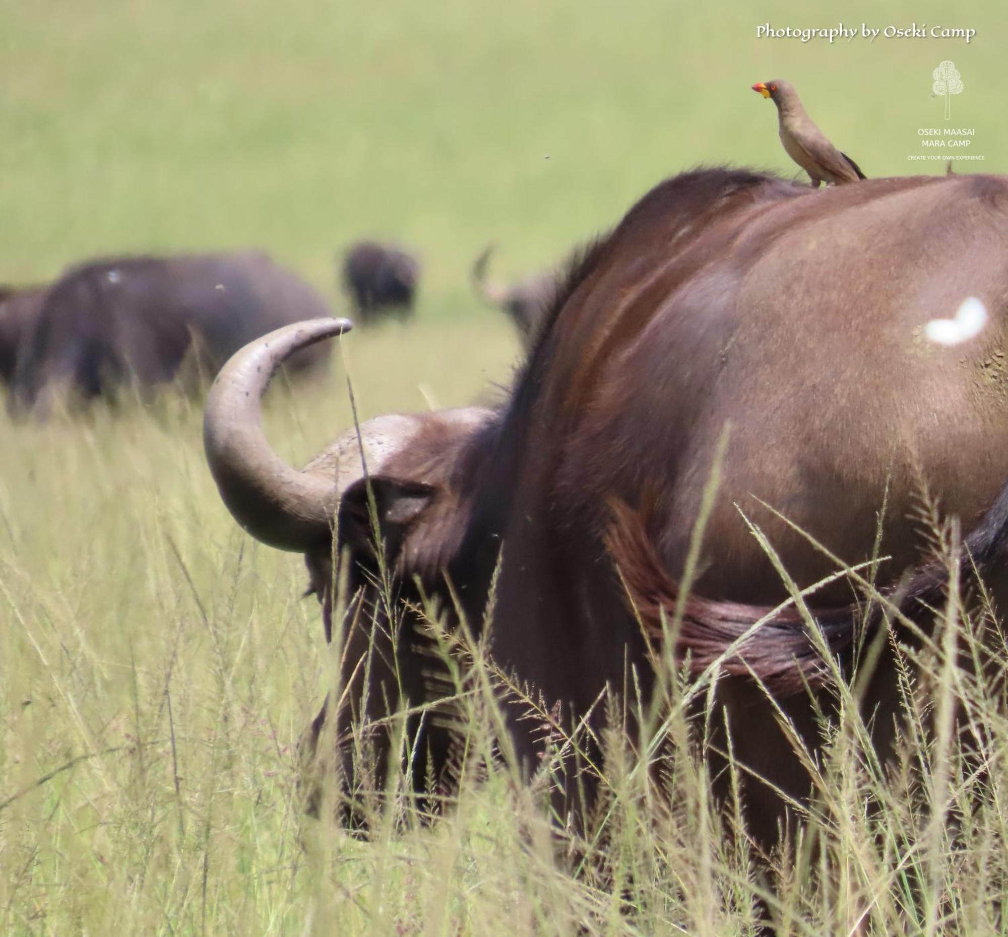 ホテル Oseki Maasai Mara Camp Narok エクステリア 写真