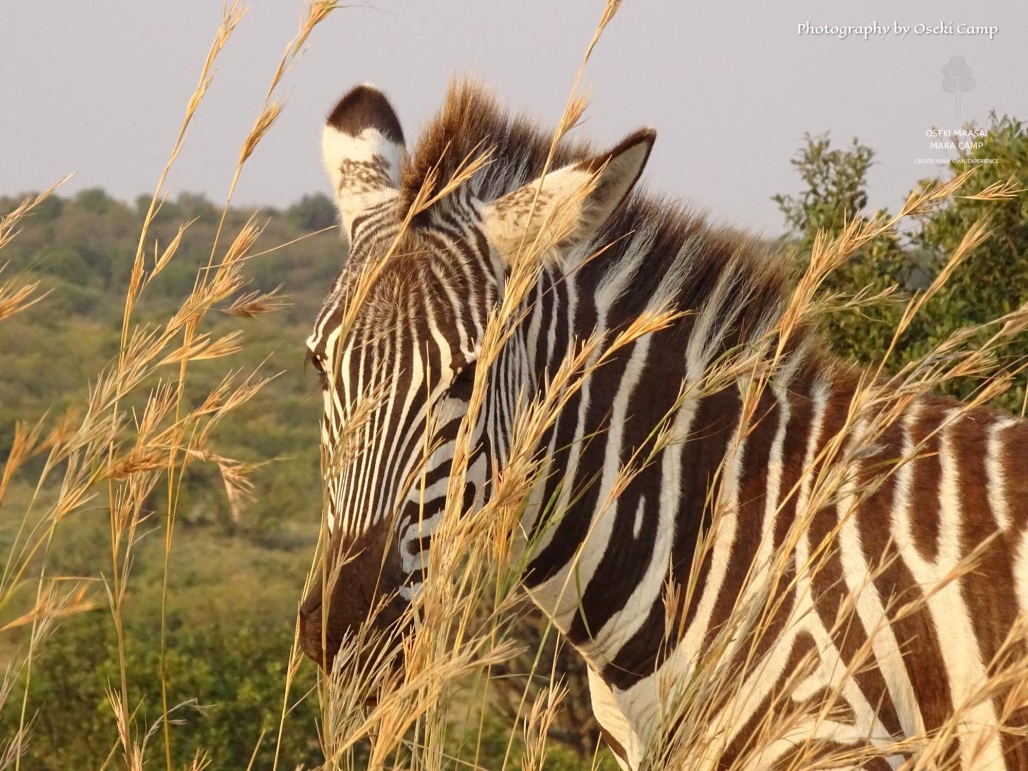 ホテル Oseki Maasai Mara Camp Narok エクステリア 写真