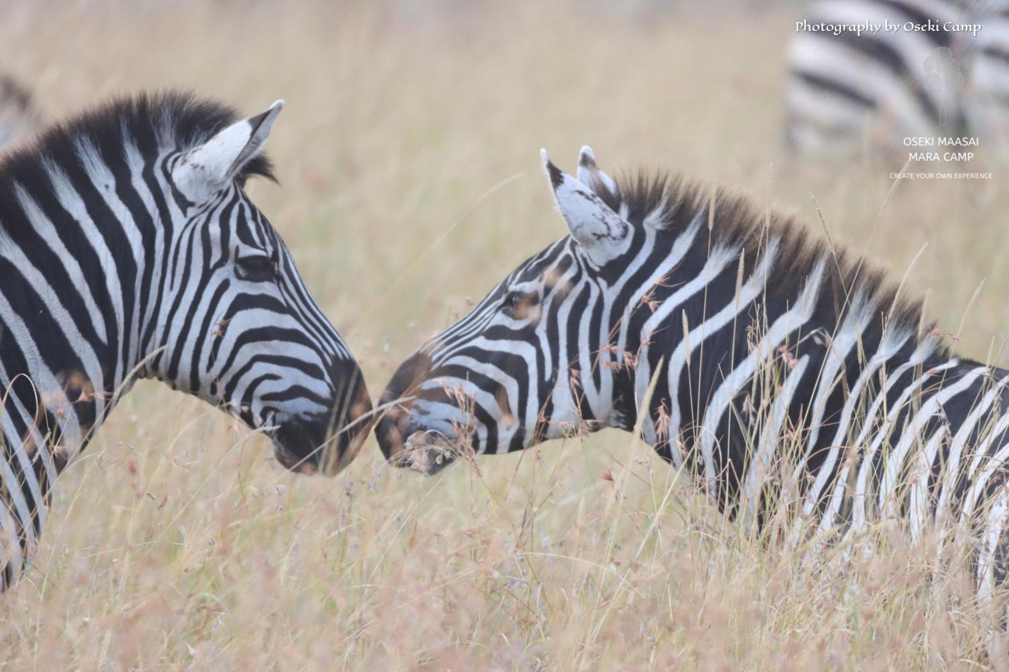 ホテル Oseki Maasai Mara Camp Narok エクステリア 写真