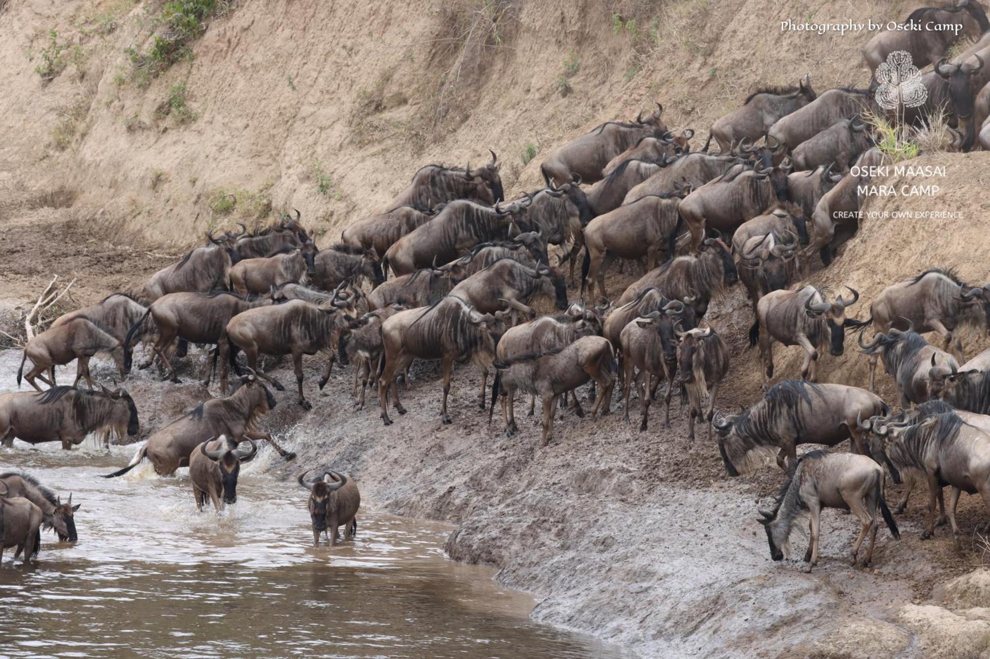 ホテル Oseki Maasai Mara Camp Narok エクステリア 写真