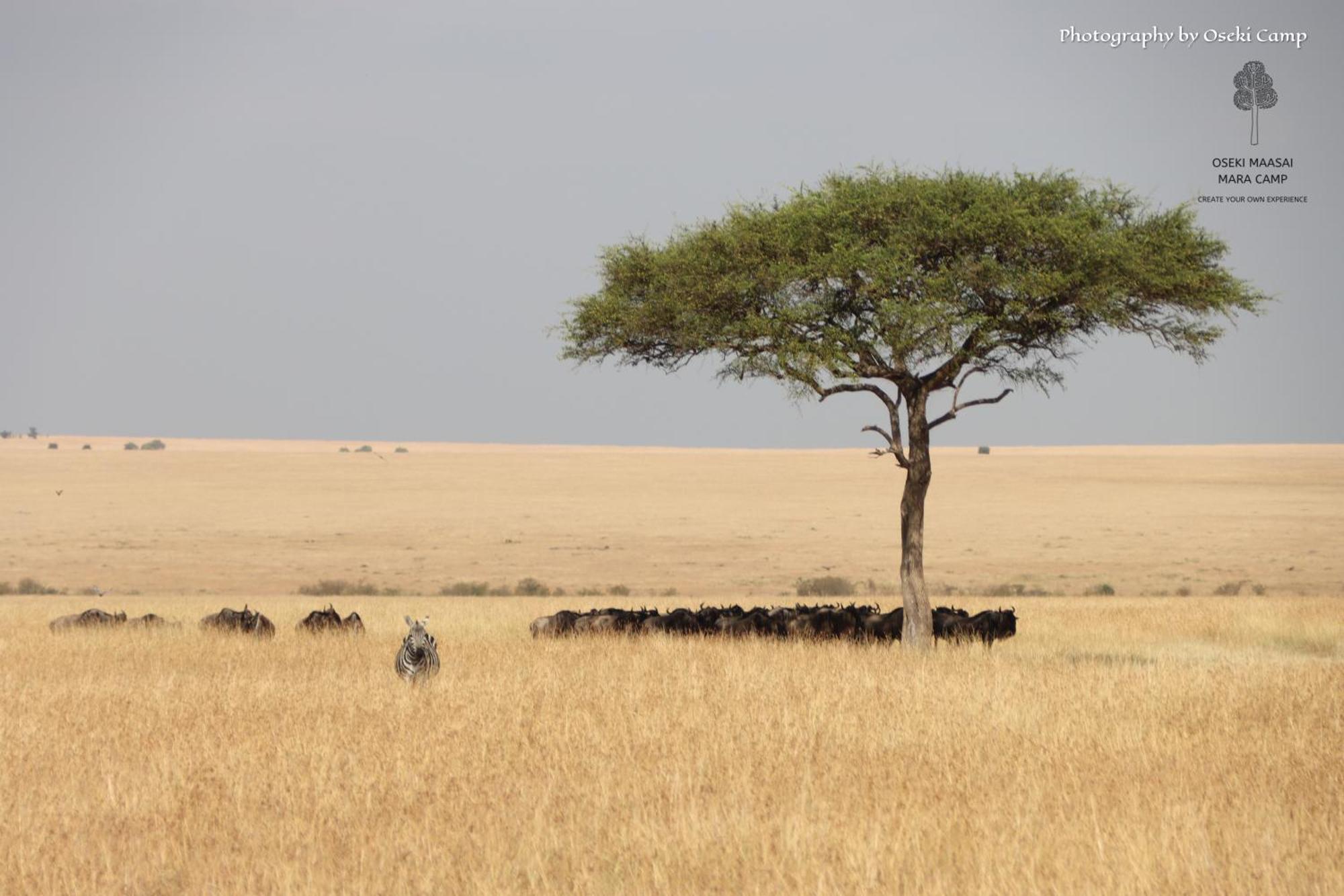 ホテル Oseki Maasai Mara Camp Narok エクステリア 写真
