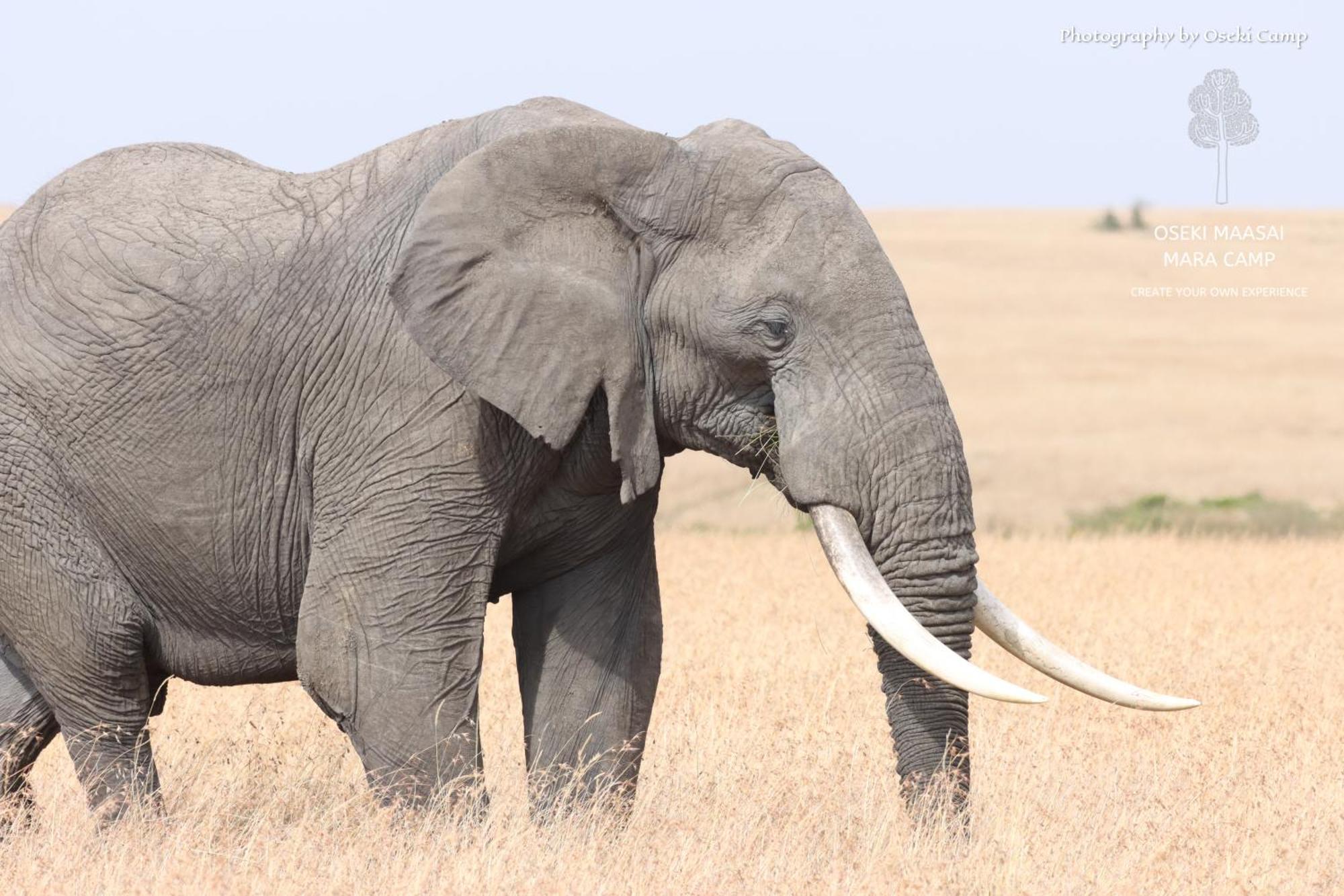 ホテル Oseki Maasai Mara Camp Narok エクステリア 写真