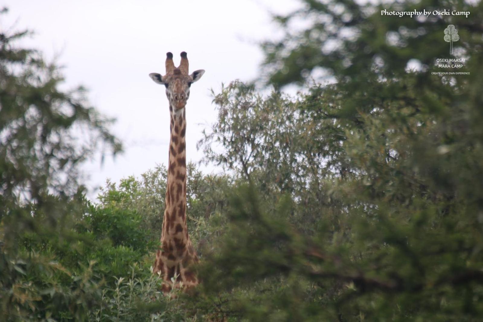 ホテル Oseki Maasai Mara Camp Narok エクステリア 写真